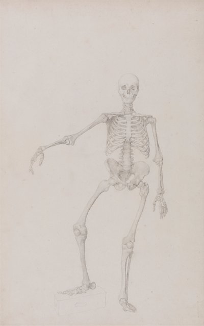 Ihmisen luuranko, näkymä edestä (oikea käsi ojennettuna; valmis tutkimus julkaisemattomasta taulukosta) tekijältä George Stubbs