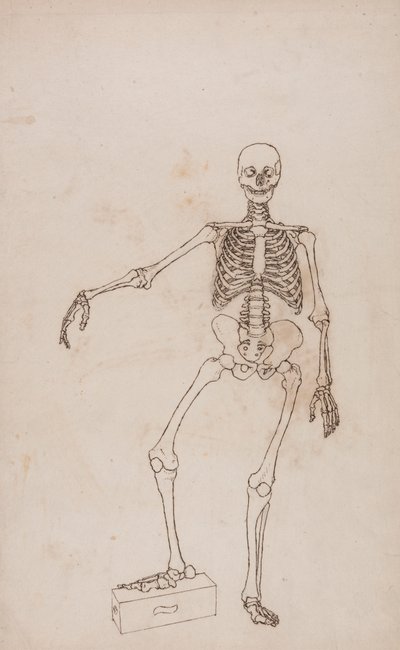 Ihmisen luuranko, etunäkymä tekijältä George Stubbs