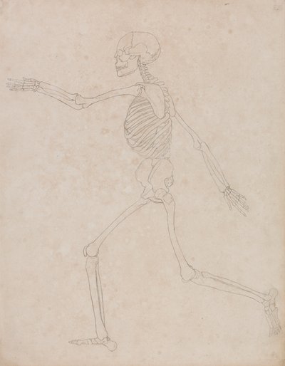 Ihmisen luuranko, sivunäkymä (saatettu alun perin valmisteltu käytettäväksi taulukon III avainhahmona, mutta myöhemmin hylätty) tekijältä George Stubbs