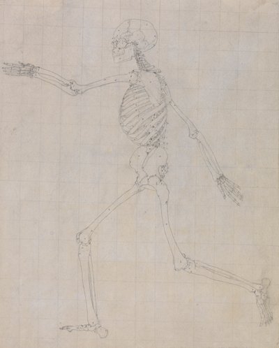 Ihmisen luuranko, sivunäkymä (taulukon III avainhahmon luurangon ääriviivat) tekijältä George Stubbs