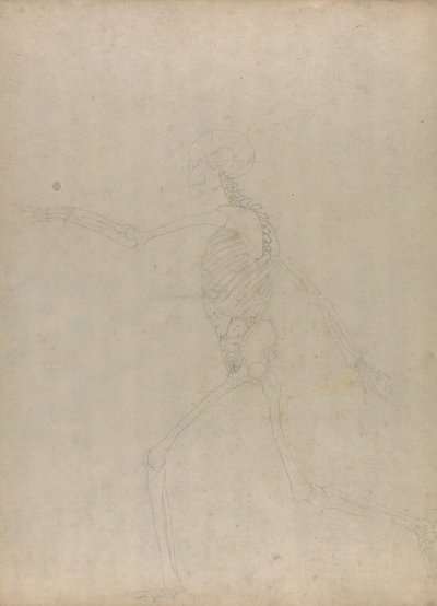Ihmisen luuranko, sivunäkymä (Tutkimus avainhahmosta julkaisemattomaan taulukkoon, jossa näkyy vatsan sisäelimet) tekijältä George Stubbs