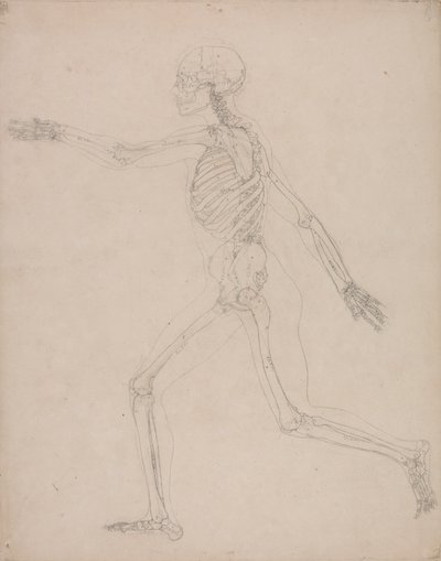 Ihmisen luuranko, sivunäkymä tekijältä George Stubbs