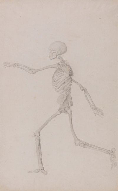 Ihmisen luuranko, sivuttaisnäkymä vasemmalta katsottuna, juoksu (valmistunut tutkimus taulukolle III) tekijältä George Stubbs