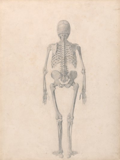 Ihmisen luuranko, takanäkymä (valmistunut tutkimus taulukkoa II varten) tekijältä George Stubbs