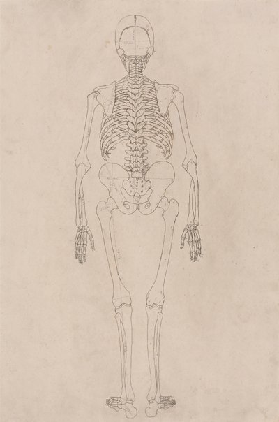 Ihmisen luuranko, takanäkymä (liittyy taulukkoon II) tekijältä George Stubbs