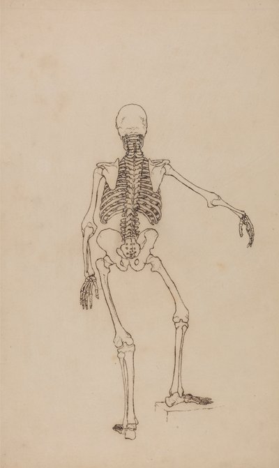 Ihmisen luuranko, takanäkymä tekijältä George Stubbs