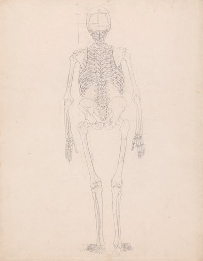 Ihmisen luuranko, takanäkymä tekijältä George Stubbs