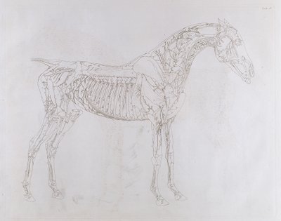 Kuvitus teoksesta "Hevosen anatomia, mukaan lukien erityinen kuvaus luista, rustoista, lihaksista... kahdeksassatoista taulukossa", paina J. Purser, 1766 tekijältä George Stubbs