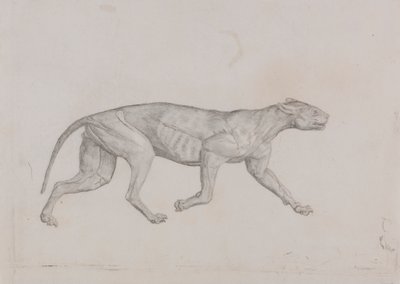 Corpo de leopardo, vista lateral tekijältä George Stubbs