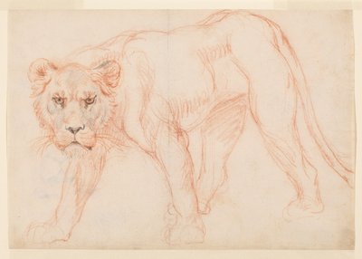 Lioness prowing, recto, 17. tai 1800-luvulla tekijältä George Stubbs