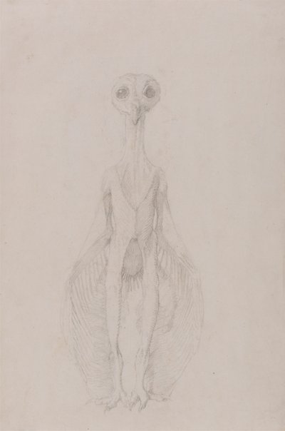 Pöllö seisomassa, näkymä edestä tekijältä George Stubbs