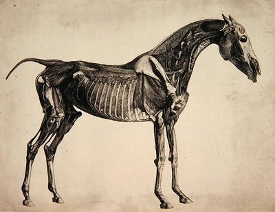 Levy "Hevosen anatomiasta", n. 1766 (kaiverrus) tekijältä George Stubbs