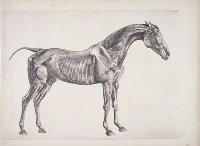 Levy hevosen anatomiasta, n. 1766 tekijältä George Stubbs