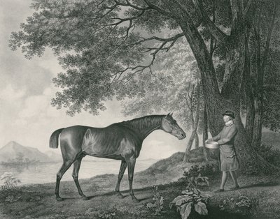Sharke, kaiverrus George Townley Stubbs (1756-1815) pub. 1794 (etsaus) tekijältä George Stubbs