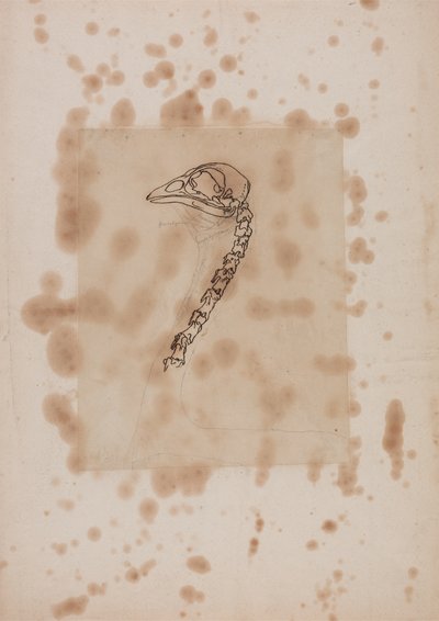 Tutkimus linnun päästä ja kaulasta, sivuttaisnäkymä, vertailevasta anatomisesta esityksestä ihmiskehon rakenteesta tiikerin ja kanan rakenteen kanssa, 1795-1806 (kynä & muste ja grafiitti pa. tekijältä George Stubbs