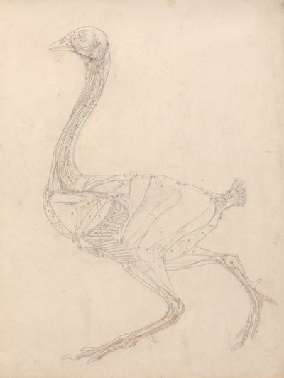 Tutkimus linnusta, sivuttaisnäkymä, kaavio taulukon XV avaimesta, vertailevasta anatomisesta esityksestä ihmiskehon rakenteesta tiikerin ja linnun kehon rakenteeseen, 1795-1806 (grafiitti & re tekijältä George Stubbs