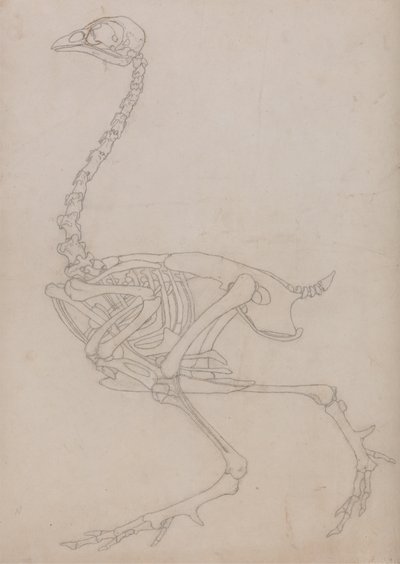 Tutkimus linnusta, sivuttaisnäkymä, vertailevasta anatomisesta esityksestä ihmiskehon rakenteesta tiikerin ja linnun rakenteen kanssa, 1795-1806 (grafiitti ohuella kudospaperilla) tekijältä George Stubbs