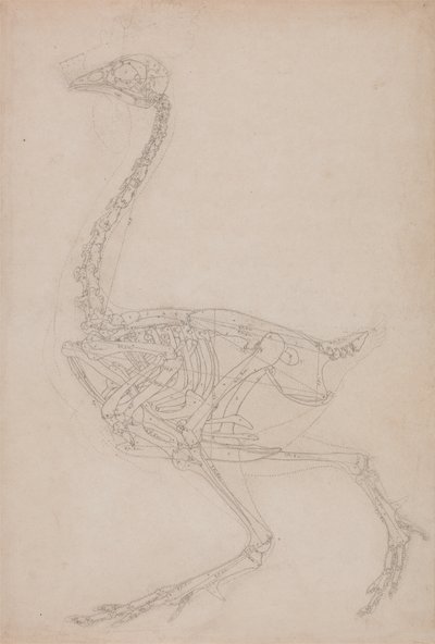 Tutkimus linnusta, sivuttaisnäkymä, vertailevasta anatomisesta esityksestä ihmiskehon rakenteesta tiikerin ja linnun rakenteen kanssa, 1795-1806 (grafiitti raskaalle kudospaperille) tekijältä George Stubbs