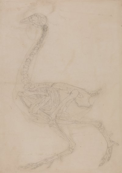 Tutkimus linnusta, sivuttaisnäkymä, vertailevasta anatomisesta esityksestä ihmiskehon rakenteesta tiikerin ja linnun rakenteeseen, 1795-1806 (grafiitti kudospaperille) tekijältä George Stubbs