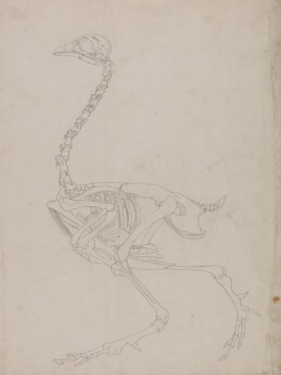 Tutkimus linnusta, sivuttaisnäkymä, vertailevasta anatomisesta esityksestä ihmiskehon rakenteesta tiikerin ja linnun rakenteen kanssa, 1795-1806 (grafiitti ohuella kudospaperilla) tekijältä George Stubbs