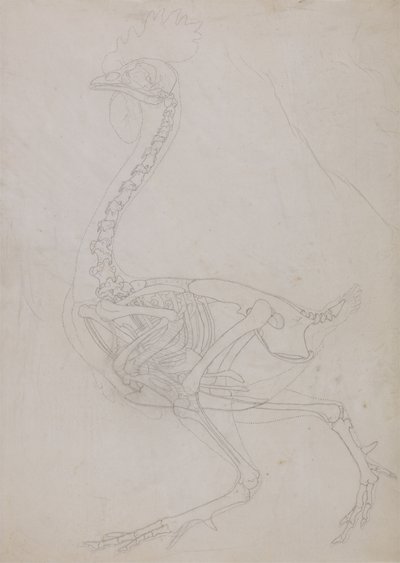 Tutkimus linnusta, sivuttaisnäkymä, vertailevasta anatomisesta esityksestä ihmiskehon rakenteesta tiikerin ja linnun rakenteen kanssa, 1795-1806 (grafiitti ohuella kudospaperilla) tekijältä George Stubbs