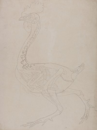 Tutkimus linnusta, sivuttaisnäkymä, vertailevasta anatomisesta esityksestä ihmiskehon rakenteesta tiikerin ja linnun rakenteen kanssa, 1795-1806 (grafiitti ohuella kudospaperilla) tekijältä George Stubbs