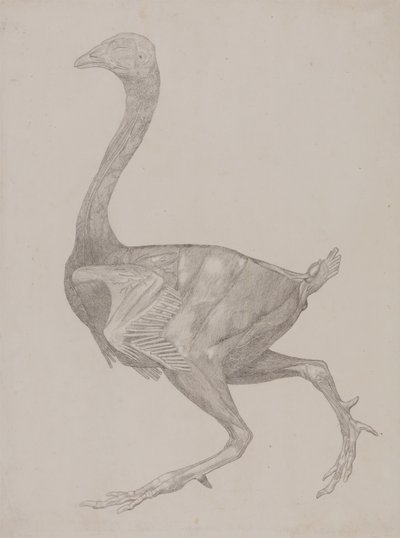 Tutkimus linnusta, sivuttaisnäkymä, vertailevasta anatomisesta esityksestä ihmiskehon rakenteesta tiikerin ja linnun rakenteen kanssa, 1795-1806 (grafiitti ohuella kudospaperilla) tekijältä George Stubbs