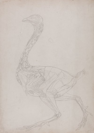 Tutkimus linnusta, sivuttaisnäkymä, vertailevasta anatomisesta esityksestä ihmiskehon rakenteesta tiikerin ja linnun rakenteen kanssa, 1795-1806 (grafiitti ohuella kudospaperilla) tekijältä George Stubbs