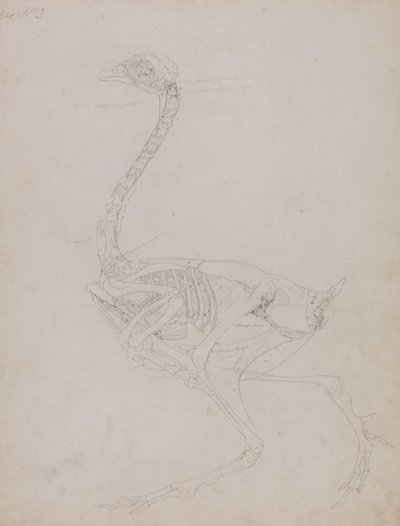 Tutkimus linnusta, sivuttaisnäkymä, vertailevasta anatomisesta esityksestä ihmiskehon rakenteesta tiikerin ja linnun rakenteen kanssa, 1795-1806 (grafiitti ohuella kudospaperilla) tekijältä George Stubbs
