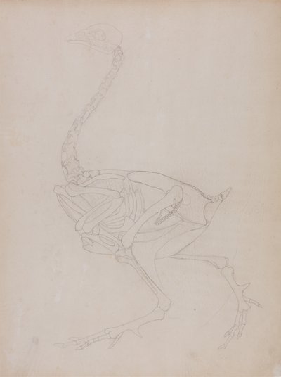Tutkimus linnusta, sivuttaisnäkymä, vertailevasta anatomisesta esityksestä ihmiskehon rakenteesta tiikerin ja linnun rakenteen kanssa, 1795-1806 (grafiitti ohuella kudospaperilla) tekijältä George Stubbs