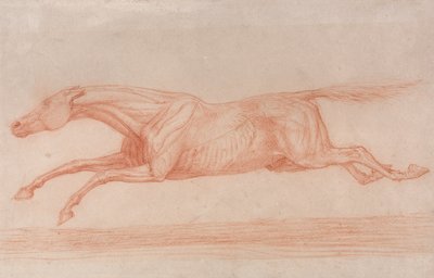 Tutkimus kilpahevosesta toiminnassa:  Puoli-anatomisessa tutkimuksessa, jossa iho on nyljetty lihasten toiminnan osoittamiseksi. tekijältä George Stubbs