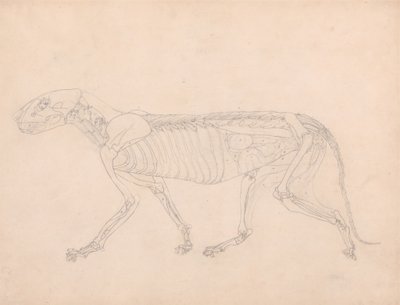 Tutkimus tiikeristä, sivuttaisnäkymä, vatsan sisäelimet paljaana, vertailevasta anatomisesta esityksestä ihmiskehon rakenteesta tiikerin ja kanan rakenteen kanssa, n. 1795-1806 (grafiitti päällä tekijältä George Stubbs