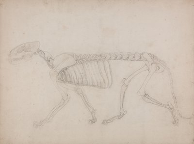 Tutkimus tiikeristä, sivuttaisnäkymä, vertailevasta anatomisesta esityksestä ihmiskehon rakenteesta tiikerin ja linnun rakenteen kanssa, 1795-1806 (grafiitti raskaalle kudospaperille) tekijältä George Stubbs