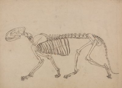 Tutkimus tiikeristä, sivuttaisnäkymä, vertailevasta anatomisesta esityksestä ihmiskehon rakenteesta tiikerin ja linnun rakenteeseen, 1795-1806 (kynä & muste ja grafiitti ohuella kudospaperilla tekijältä George Stubbs