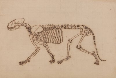 Tutkimus tiikeristä, sivuttaisnäkymä, vertailevasta anatomisesta näyttelystä ihmiskehon rakenteesta tiikerin ja linnun rakenteen kanssa, 1795-1806 (musta muste liitugrafiitin päällä raskaan pinnan päällä tekijältä George Stubbs
