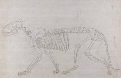 Tutkimus tiikeristä, sivuttaisnäkymä, vertailevasta anatomisesta näyttelystä ihmiskehon rakenteesta tiikerin ja linnun rakenteeseen, 1795-1806 (grafiitti ohuella kudospaperilla) tekijältä George Stubbs