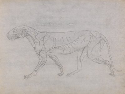 Tutkimus tiikeristä, sivuttaisnäkymä, vertailevasta anatomisesta näyttelystä ihmiskehon rakenteesta tiikerin ja linnun rakenteeseen, 1795-1806 (grafiitti ohuella kudospaperilla) tekijältä George Stubbs