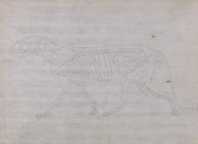 Tutkimus tiikeristä, sivuttaisnäkymä, vertailevasta anatomisesta näyttelystä ihmiskehon rakenteesta tiikerin ja linnun rakenteeseen, 1795-1806 (grafiitti ohuella kudospaperilla) tekijältä George Stubbs