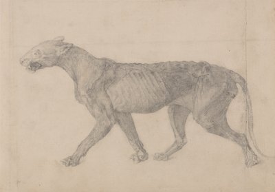 Tutkimus tiikeristä, sivuttaisnäkymä, vertailevasta anatomisesta näyttelystä ihmiskehon rakenteesta tiikerin ja linnun rakenteen kanssa, 1795-1806 (grafiitti paperille) tekijältä George Stubbs
