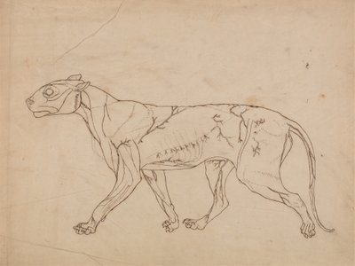 Tutkimus tiikeristä, sivuttaisnäkymä, vertailevasta anatomisesta esityksestä ihmiskehon rakenteesta tiikerin ja linnun rakenteen kanssa, 1795-1806 (grafiitti raskaalle kudospaperille) tekijältä George Stubbs