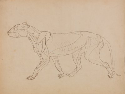 Tutkimus tiikeristä, sivukuva, teoksesta A Comparative Anatomical Exposition of the Structure of the Human Body with that of a Tiger and a Common Fowl, 1795-1806 (kynällä ja tussilla, grafiitilla ja liidulla, kankaalle). tekijältä George Stubbs