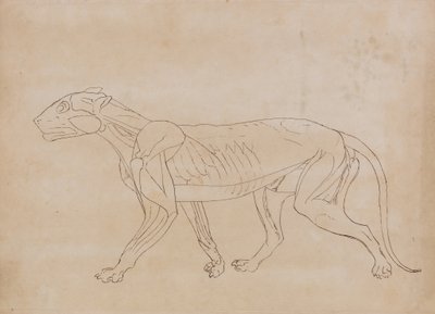 Tutkimus tiikeristä, sivuttaisnäkymä, vertailevasta anatomisesta näyttelystä ihmiskehon rakenteesta tiikerin ja linnun rakenteen kanssa, 1795-1806 (kynä ja musta muste grafiitin päällä kudottupaperilla tekijältä George Stubbs