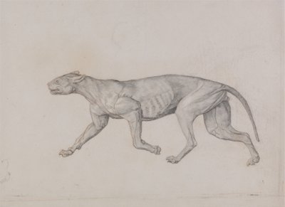 Tutkimus tiikeristä, sivuttaisnäkymä, vertailevasta anatomisesta esityksestä ihmiskehon rakenteesta tiikerin ja linnun rakenteen kanssa, 1795-1806 (grafiitti punaisella liidulla ohuella kudospaperilla tekijältä George Stubbs