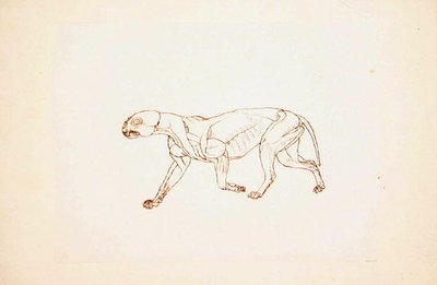 Tutkimus tiikeristä, sivuttaisnäkymä, vertailevasta anatomisesta esityksestä ihmiskehon rakenteesta tiikerin ja linnun rakenteen kanssa, 1795-1806 (kynä ja muste punaisella liidulla ohuella kudospaperilla tekijältä George Stubbs