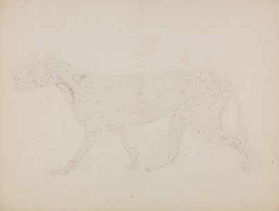 Tutkimus tiikeristä, sivuttainen näkymä ihmiskehon rakenteen vertailevasta anatomisesta näyttelystä tiikerin ja tavallisen linnun rakenteeseen tekijältä George Stubbs