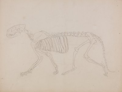 Tutkimus tiikeristä, sivuttainen näkymä ihmiskehon rakenteen vertailevasta anatomisesta näyttelystä tiikerin ja tavallisen linnun rakenteeseen tekijältä George Stubbs