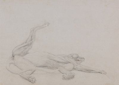 Tutkimus tiikeristä, makaava, katsottuna vatsaan, vertailevasta anatomisesta esityksestä ihmiskehon rakenteesta tiikerin ja linnun rakenteen kanssa, 1795-1806 (grafiittia ohuella kudospaperilla tekijältä George Stubbs