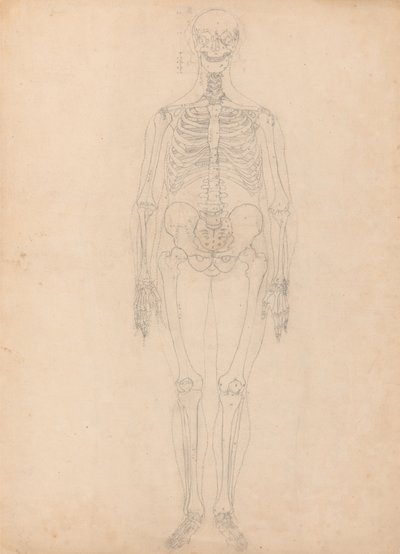 Tutkimus ihmishahmosta, Etunäkymä, Taulukon I avaimen kaavio, vertailevasta anatomisesta esityksestä ihmiskehon rakenteesta tiikerin ja linnun rakenteen kanssa, n. 1795-1806 (g tekijältä George Stubbs