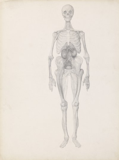 Tutkimus ihmishahmosta, Etunäkymä, Leikkauksen viimeinen vaihe, julkaisusta "Ihmiskehon rakenteen vertaileva anatominen esitys tiikerin ja linnun rakenteeseen", n. 1795-1806 ( tekijältä George Stubbs