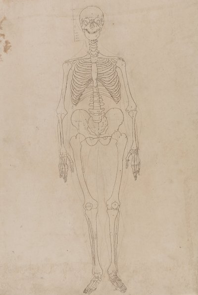 Tutkimus ihmishahmosta, etunäkymä, vertailevasta anatomisesta esityksestä ihmiskehon rakenteesta tiikerin ja linnun rakenteeseen, n. 1795-1806 (grafiitti ja muste paperille) tekijältä George Stubbs